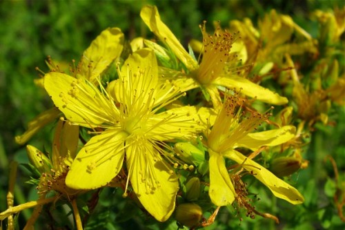 Από τον υπερικό, αυτό το κίτρινο λουλούδι, φτιάχνεται το βαλσαμέλαιο, που στην τελική του μορφή έχει ένα βαθύ κόκκινο χρώμα. 